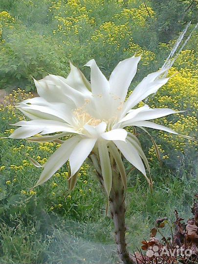 Цветы комнатные.Кактусы для посадки,отростки