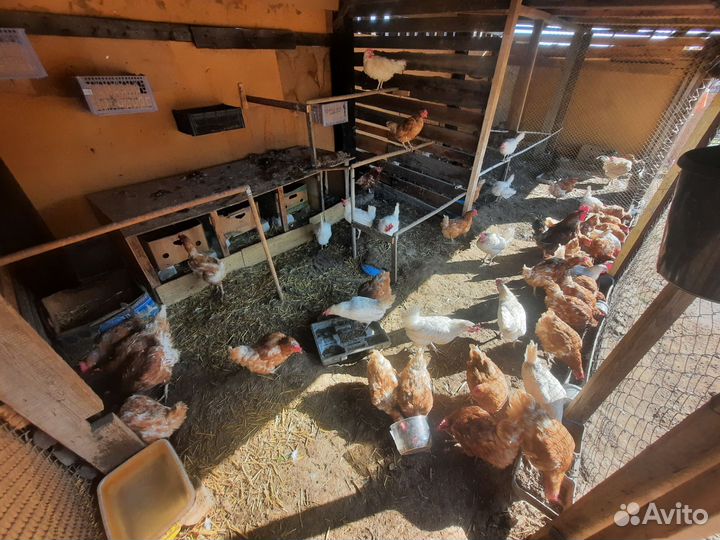 Куры несушки продам