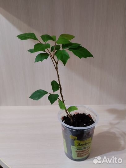 Комнатные цветы