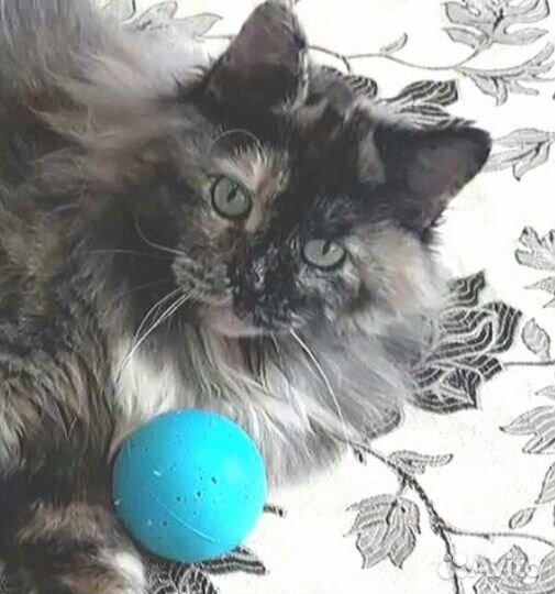 Добрая И спокойная кошечка ищет свою семью