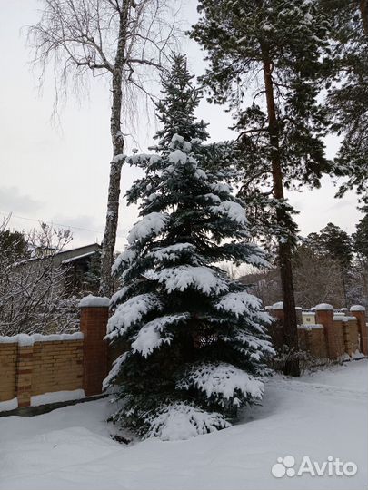 Живые ёлки на новый год