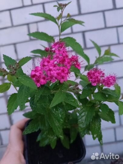 Спирея японская antoni waterer