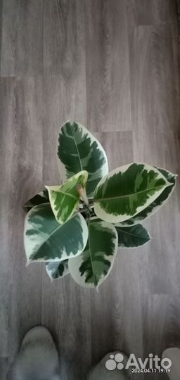 Фикус Тинеке