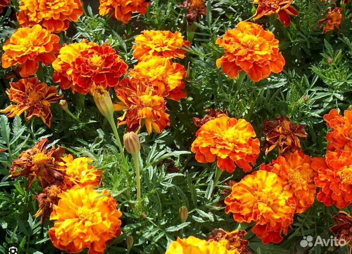 Бархатцы семена