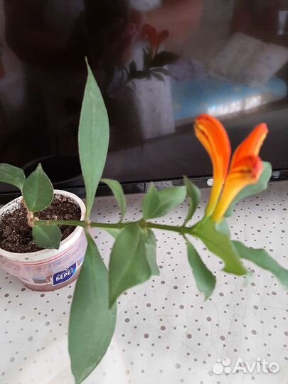 Эсхинантус жар птица