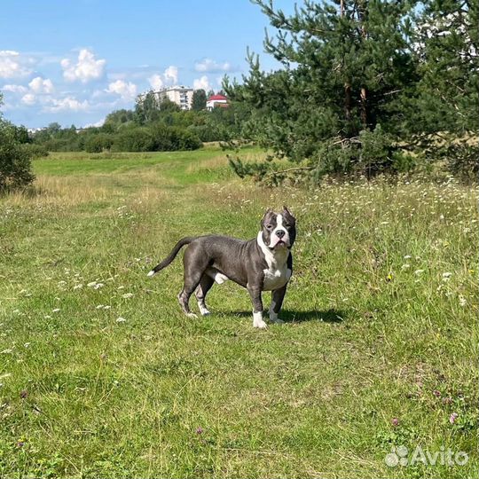 Американский булли