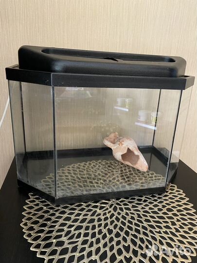 Аквариумные рыбки