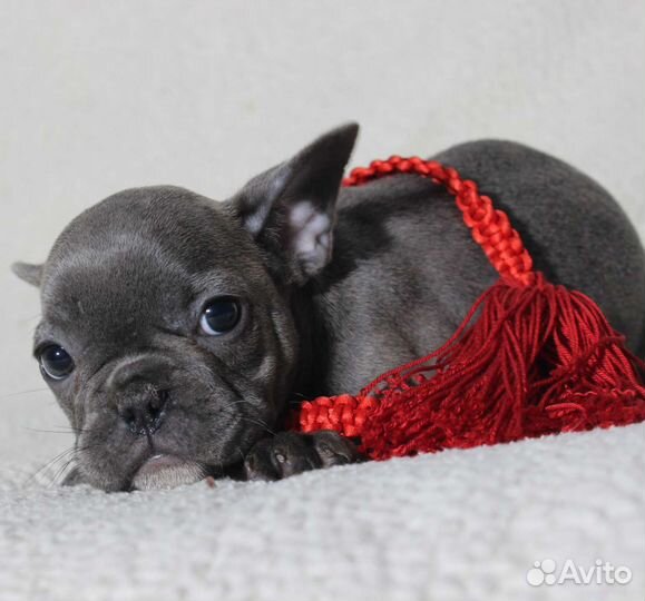 Мальчик и девочка голубки