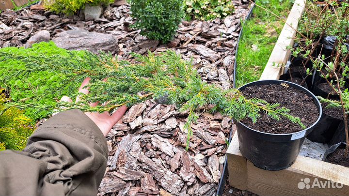 Можжевельник Блю Карпет