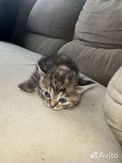 Отдаем котят в добрые руки