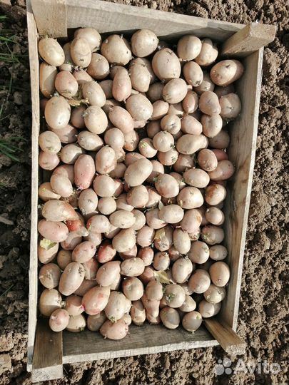 Продам картофель на посадку