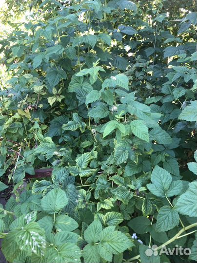 Продам рассаду овощных,клубники, саженцы ягодников