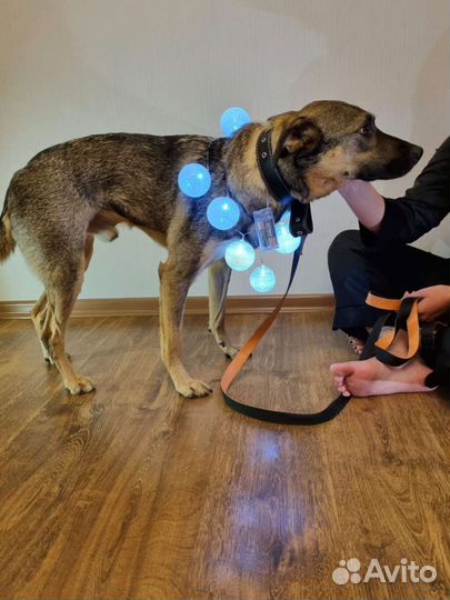 Добрый и нежный Лукас ждёт только Тебя