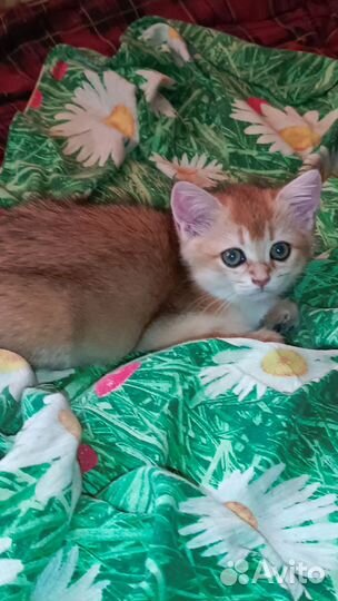 Котята золотая шиншилла