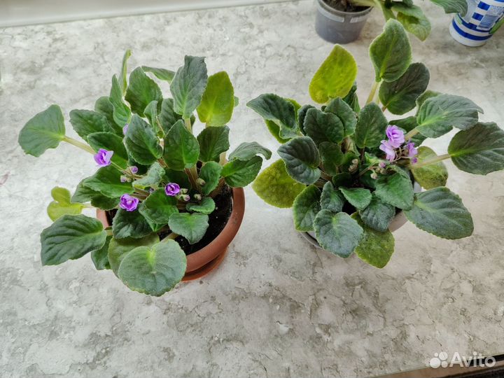 Комнатные растения. Фиалка