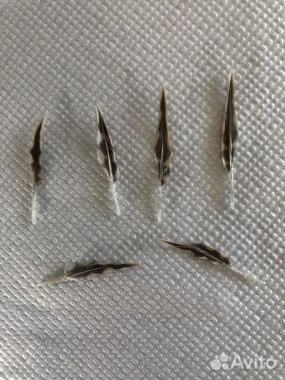 Перо вальдшнепа