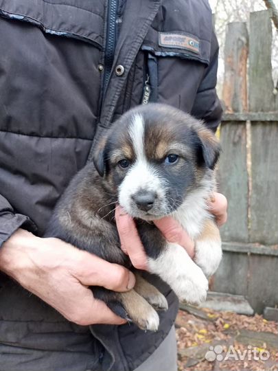 Отдам щенка