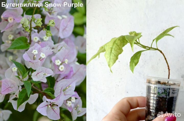 Бугенвиллии из домашней коллекции
