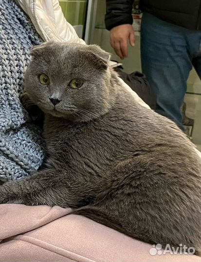 Котик в добрые руки