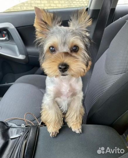 Йоркширский терьер