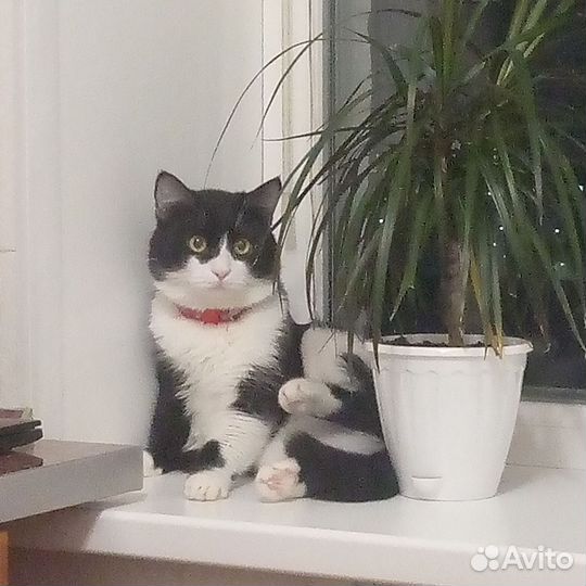 Котик в добрые руки