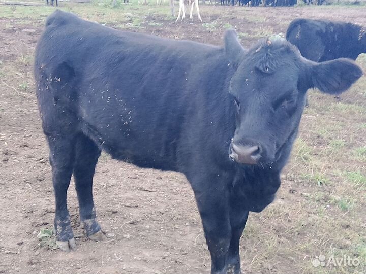 Коровы и телки