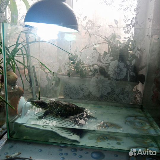 Красноухая черепаха с аквариумом