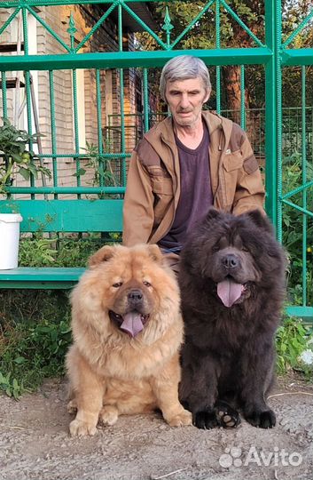 Щенок чау-чау мальчик