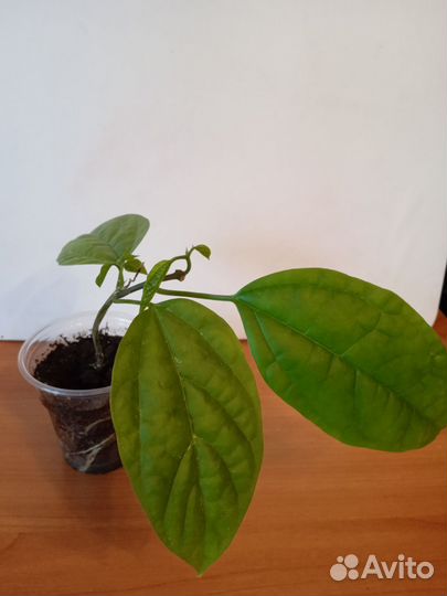 Клеродендрум томпсон