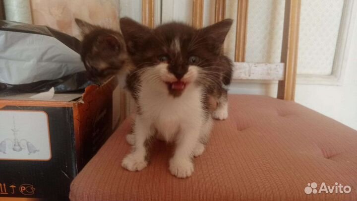 Маленькие котятки в добрые руки