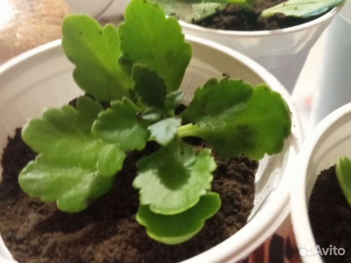 Каланхоэ жёлтый