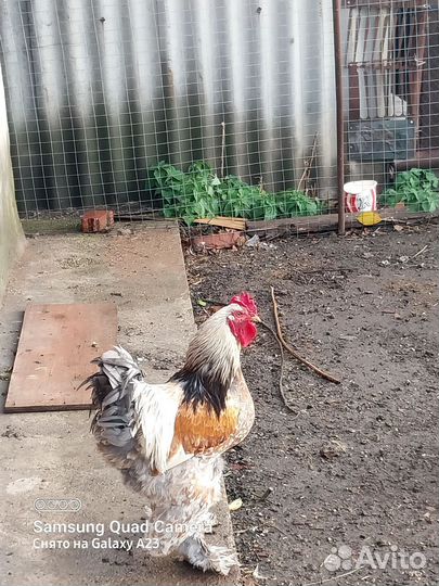 Куры и петухи