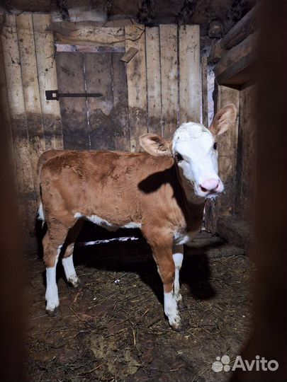 Телёнок порода герефорд