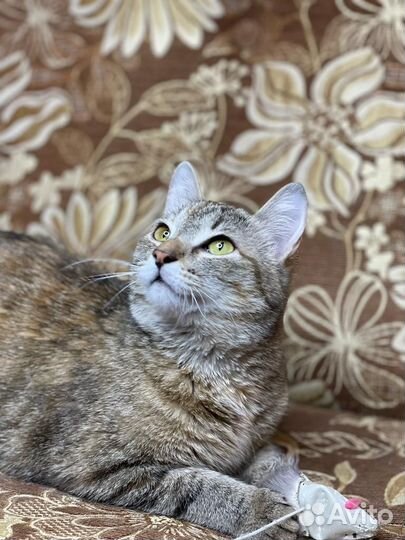 Кошечка стерилизованная