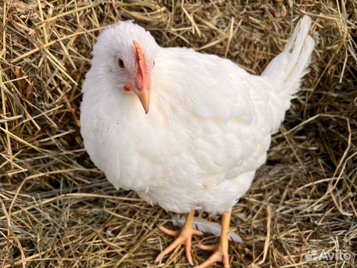 Kуpы нeсушки молодки