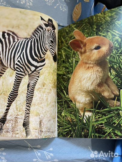 Расскраска постепы Детеныши дельфины махаон