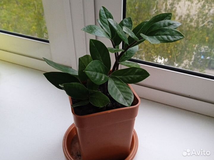 Замиокулькас (Долларовое дерево)