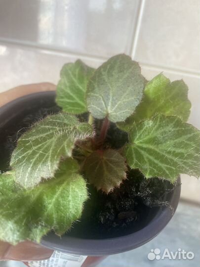 Камнеломка