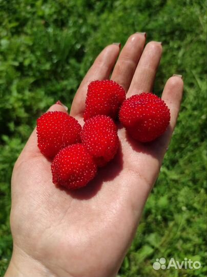 Малина Норвежская