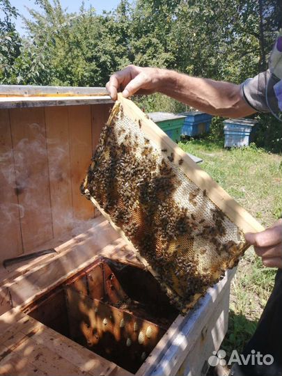 Мёд из разнотравия