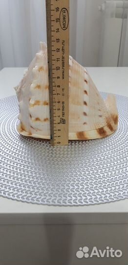 Морская ракушка