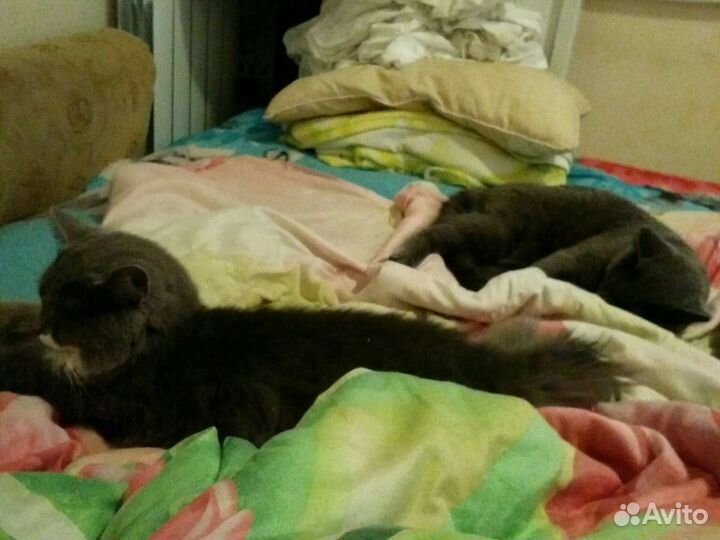 Кот и котёнок