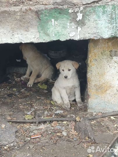 Щенки бесплатно