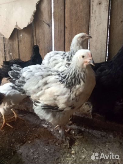 Петушки брама и помесь