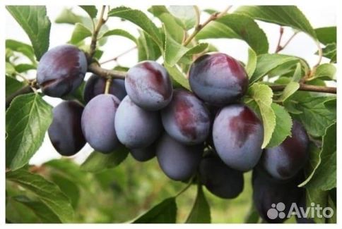 Слива Богатырская синяя