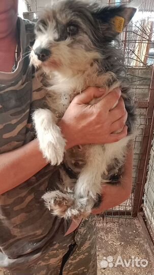 Собака небольшая в хорошую семью бесплатно