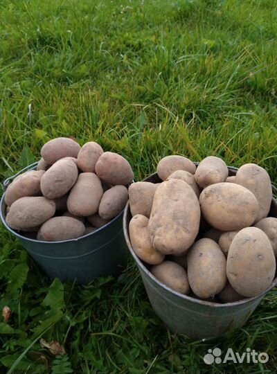 Продам картофель