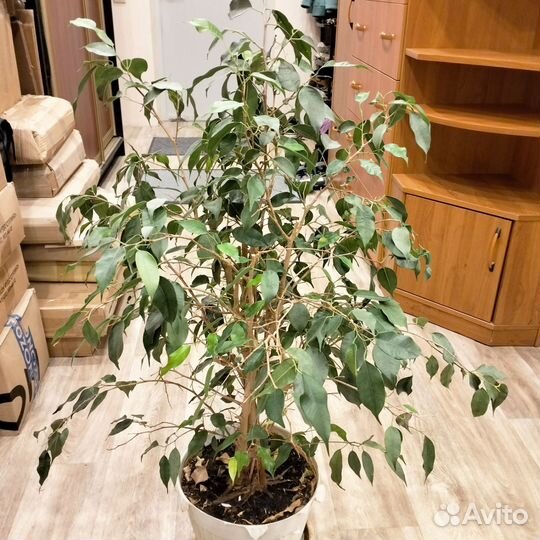 Фикус бенджамина 80см