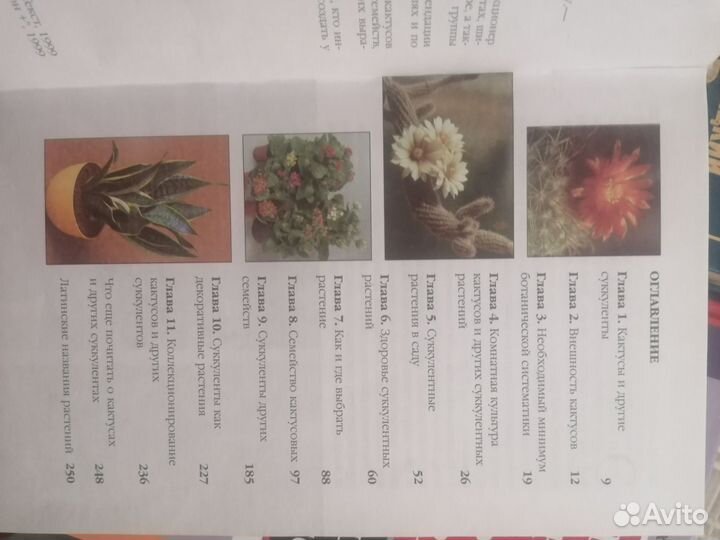 Кактусы и суккуленты