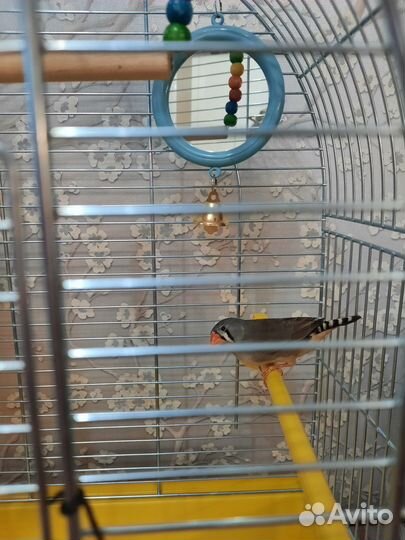 Клетка с птичкой породы амадина